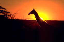 Giraffe vor Sonnenuntergang   (Foto: Birgit Mhring)